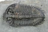 Bug-Eyed Coltraneia Trilobite Fossil - Top Quality Specimen #301716-1